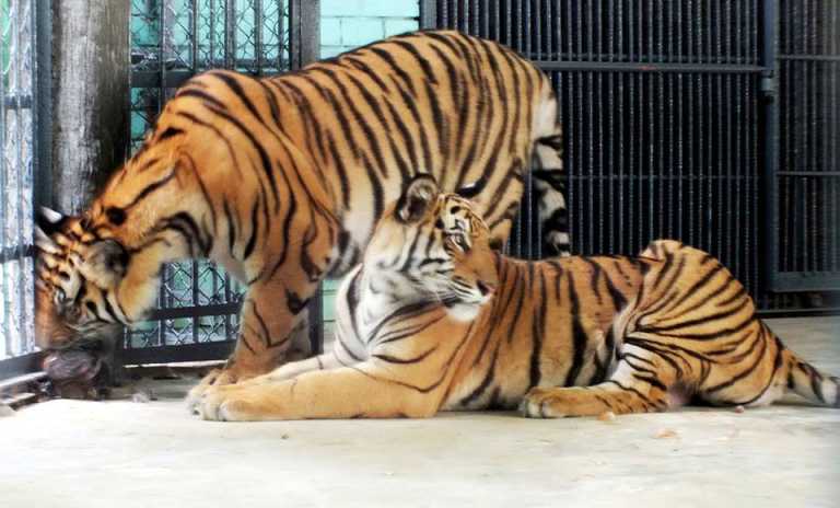 চট্টগ্রাম চিড়িয়াখানায় বাঘের  খাঁচায় নতুন অতিথি
