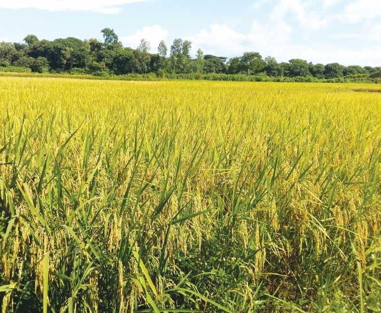 বাঁশখালীর লবণের জমিতে ব্রাউশ ধানের বাম্পার ফলন