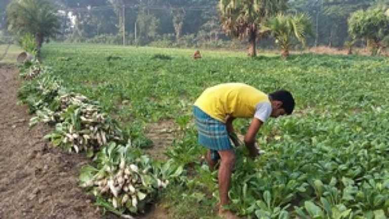 চন্দনাইশে কৃষকের মুখে স্বস্থির হাসি।