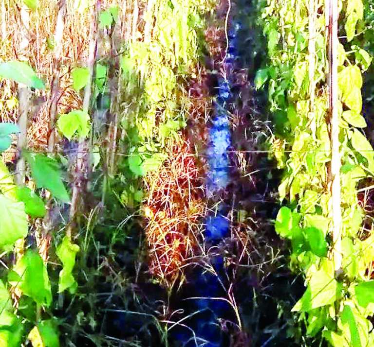 তিতলির তান্ডবে  সাতকানিয়ার কৃষকের মাথায় হাত।