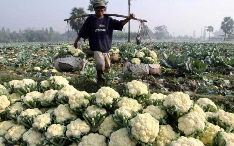 চট্টগ্রামে ফুলকপি চাষে বাম্পার ফলন