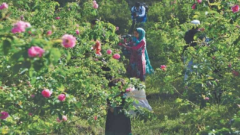 ৫শ বর্গফুটের পপি বাগান ধ্বংস করল বিজিবি