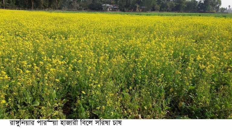 তামাক চাষের জমিতে সরিষার বাম্পার ফলন