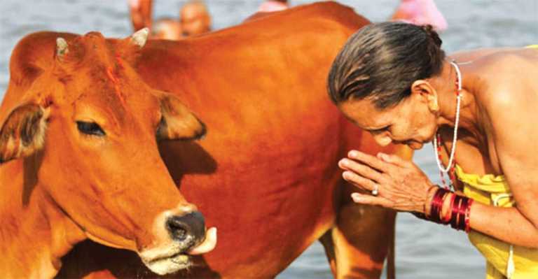 শ্মশানে দাহ করা হবে গরু !