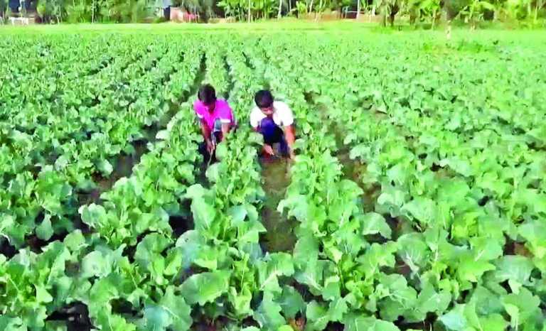 ফুলকপি চাষে কৃষকের হাসি