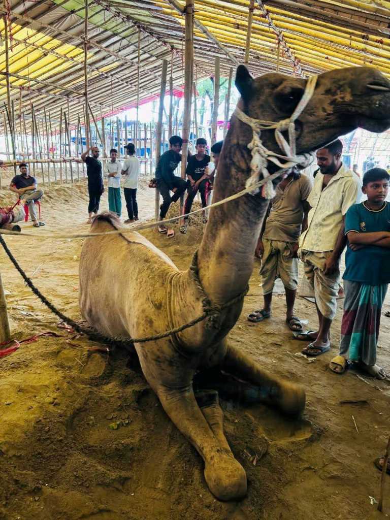 মইজ্জ্যার টেক গরুর বাজারে উট