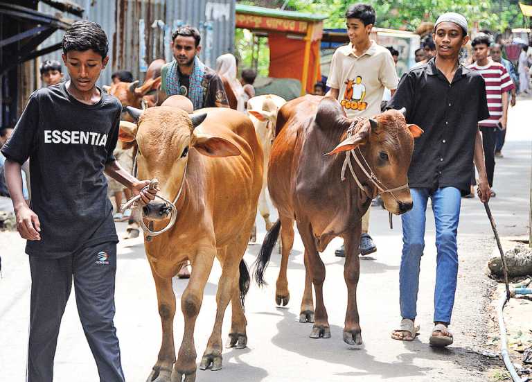 কোরবানির জন্য বাঁশখালীতে সাড়ে ৪৮ হাজারের বেশি পশু প্রস্তুত