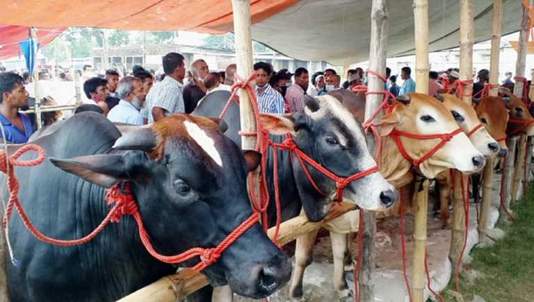 ঈদুল আজহা উদযাপন উপলক্ষে কোরবানির জন্য প্রস্তুত ১ কোটি ২৪ লাখ পশু