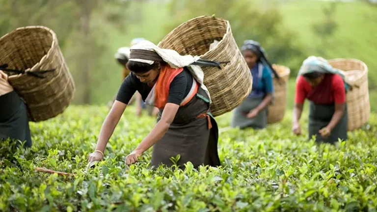 সিলেটে চা শ্রমিকরা কাজে ফিরছেন শুক্রবার