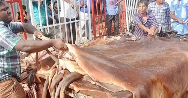 ঈদুল আজহায় চার লাখ ১৫ হাজার পশুর চামড়া সংগ্রহ চট্টগ্রামে