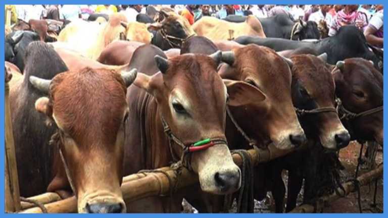 আনোয়ারায় বৃষ্টিতে ক্রেতাশূন্য পশুর হাট