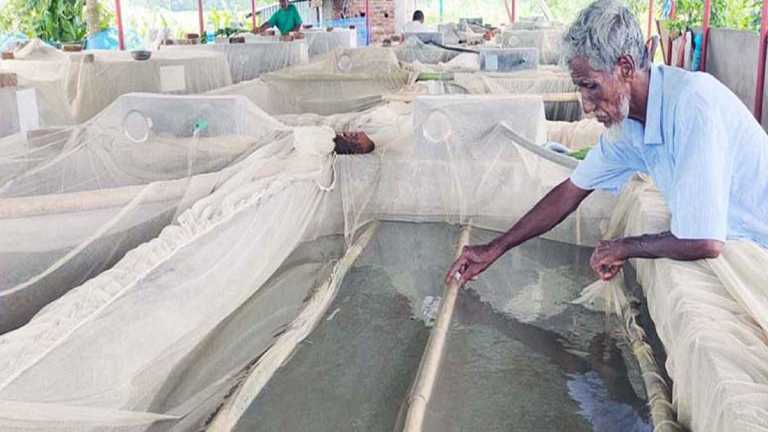 রেণু ফোটানোর কাজ চলছে হালদার পাড়ে