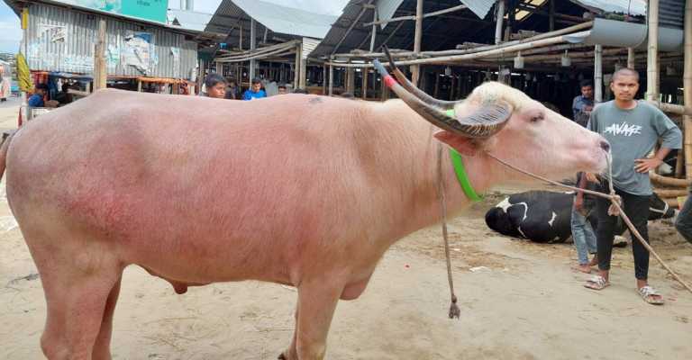 কর্ণফুলী মইজ্জ্যারটেক গরুর বাজারে গোলাপি মহিষ