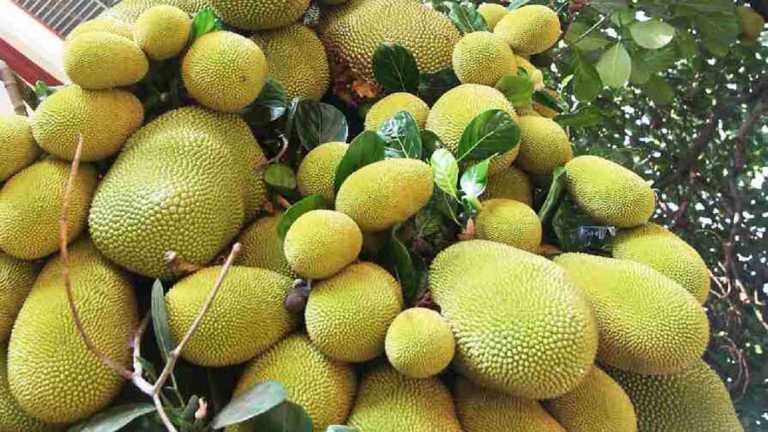 রাঙ্গুনিয়াতে অর্ধশতাধিক বাগানে হচ্ছে বাণিজ্যিক উৎপাদন কাঁঠাল