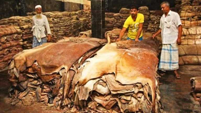 চট্টগ্রাম নগর এবং ১৫ উপজেলায় এবার কোরবানিতে ৪ লাখ ১৫ হাজার ৩৫১ পিস কাঁচা চামড়া সংগ্রহ
