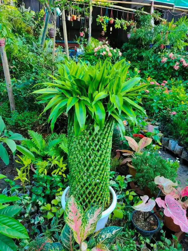 লালদীঘি মাঠের বৃক্ষমেলায় ফল ও শোভাবর্ধনকারী চারার মেলা
